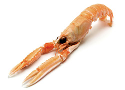 Scampi 16/20